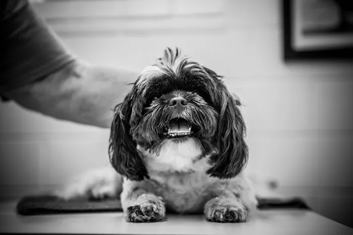 Johnston Animal Hospital 12