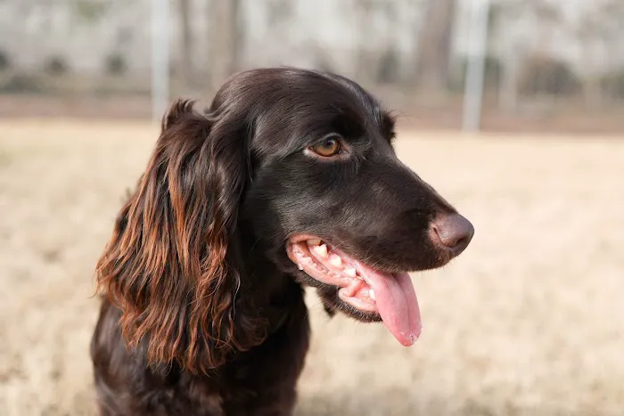 Johnston Animal Hospital 12