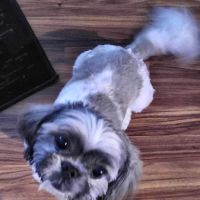 For Pets Sake Animal Hospital ico