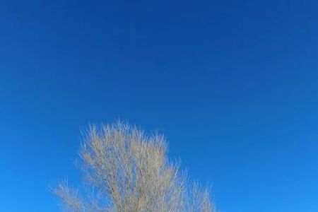 Rocky Mountain Veterinary