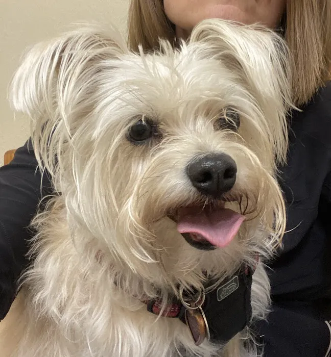 Centennial Animal Hospital 12