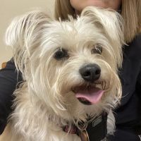 Centennial Animal Hospital ico