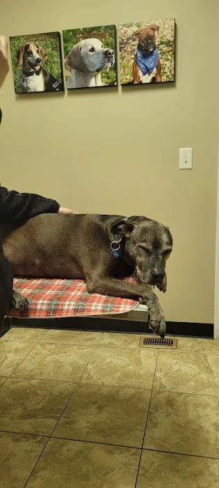 Main Street Animal Clinic 12