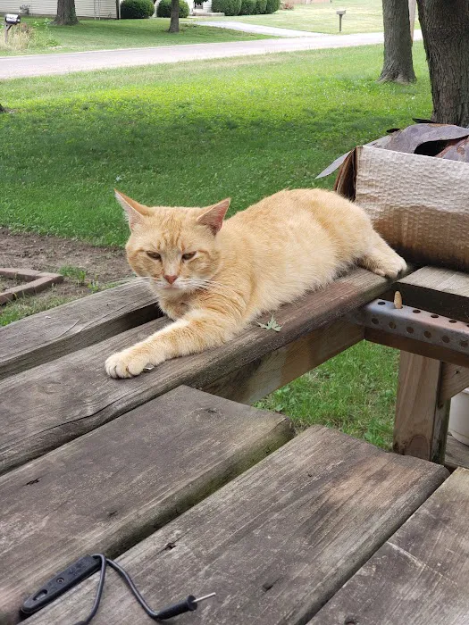 Main Street Animal Clinic 12