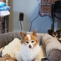 Berea Animal Hospital ico