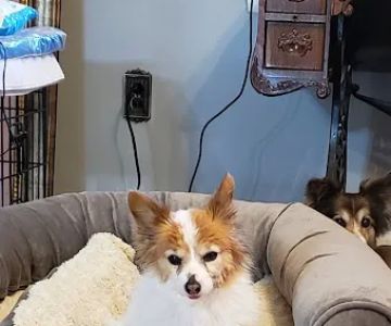 Berea Animal Hospital
