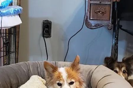 Berea Animal Hospital