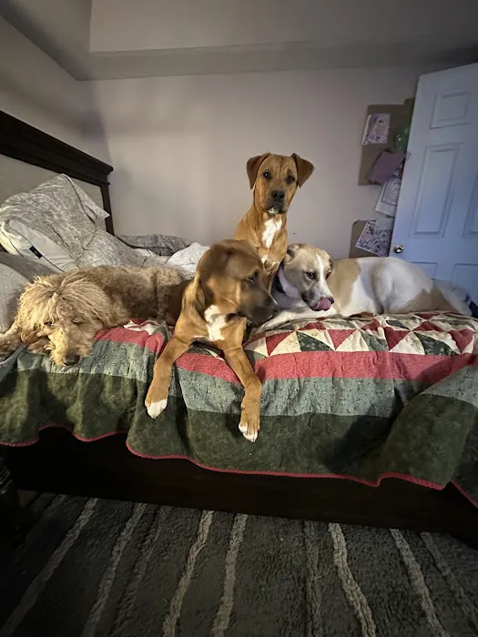 Berea Animal Hospital 12