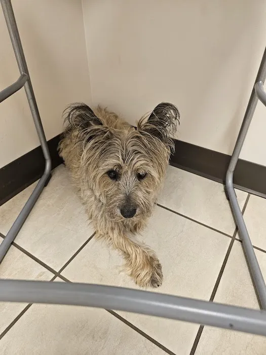 Berea Animal Hospital 12