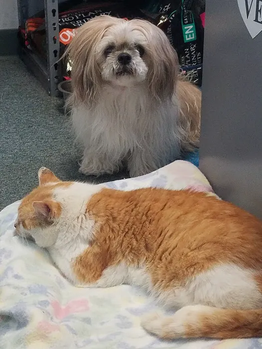 Silver Creek Animal Hospital PLLC 12