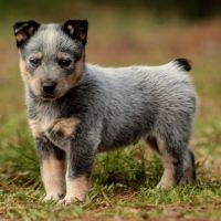 Minter & Moore Veterinary Clinic ico