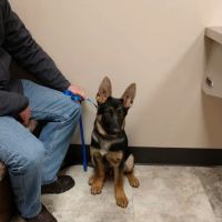 Richmond Veterinary Clinic ico