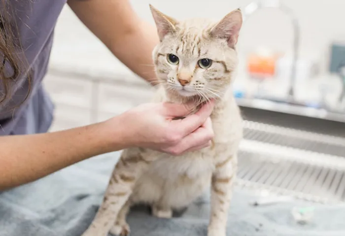 Skipworth Veterinary Clinic 12