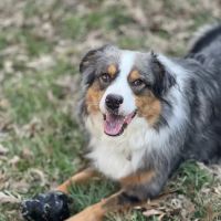 Lewis Veterinary Practice ico