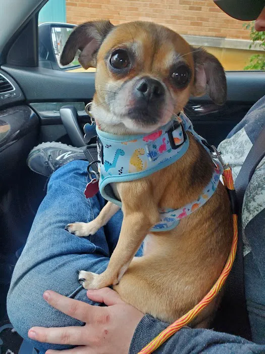 Lewis Veterinary Practice 12