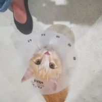 North Fayette Animal Clinic ico