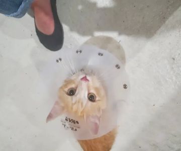 North Fayette Animal Clinic
