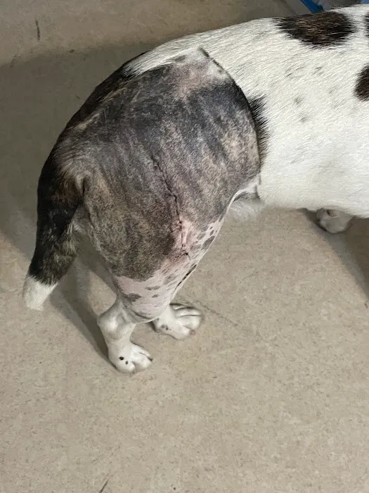 North Fayette Animal Clinic 12