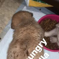 West Union Veterinary Clinic ico