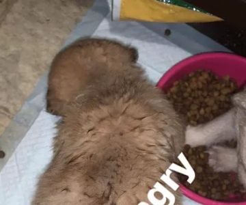 West Union Veterinary Clinic
