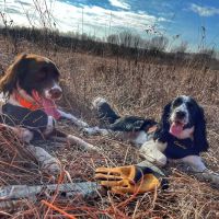 Critters & Such Pet Care ico