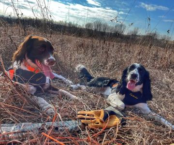 Critters & Such Pet Care