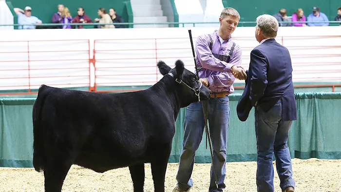 Hauge Show Cattle 12