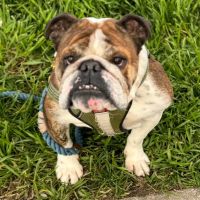 Pet Medical Center of Winona ico