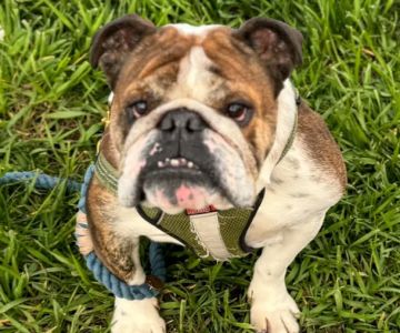 Pet Medical Center of Winona