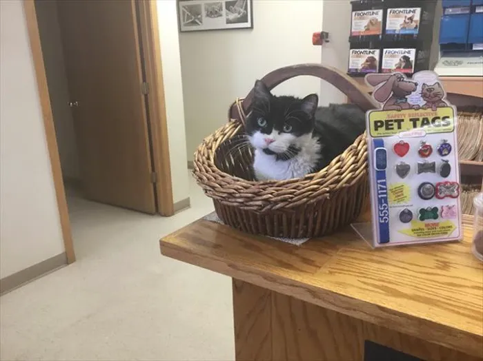 Hometown Veterinary Clinic 6