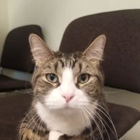 Hometown Veterinary Clinic ico
