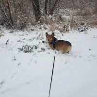 Valley Veterinary Clinic ico