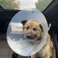 Pulaski Veterinary Clinic - Pulaski, Wisconsin ico