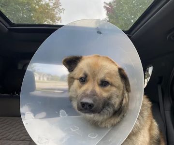 Pulaski Veterinary Clinic - Pulaski, Wisconsin