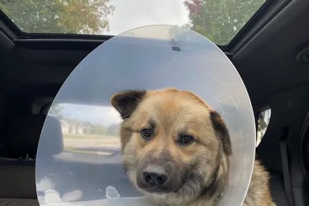 Pulaski Veterinary Clinic - Pulaski, Wisconsin