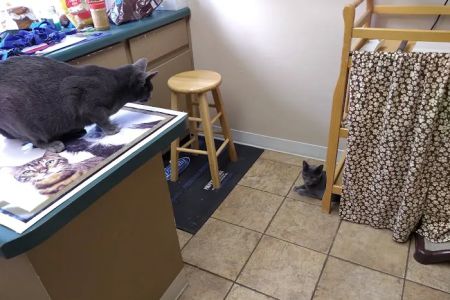 Veterinary House Calls