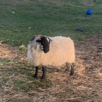 Valley Veterinary Clinic- Cattle ico