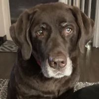 Trout Creek Veterinary Center, LLC ico