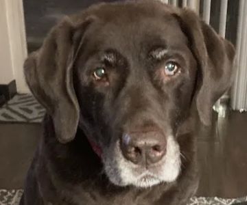 Trout Creek Veterinary Center, LLC