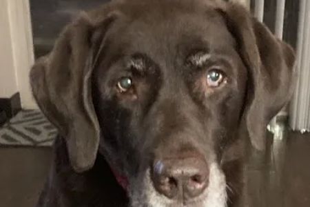 Trout Creek Veterinary Center, LLC