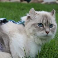 Northwoods Veterinary Services ico