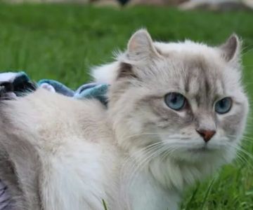 Northwoods Veterinary Services