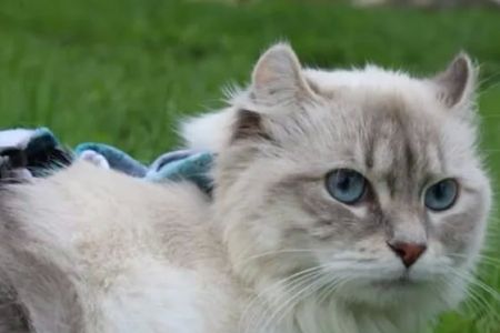 Northwoods Veterinary Services