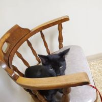 Weston Veterinary Hospital ico