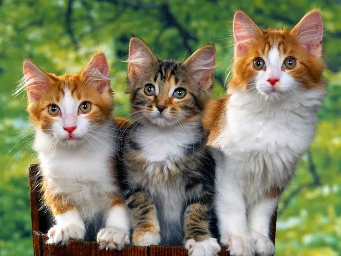 Hoof and Paw Veterinary Care LLC 3