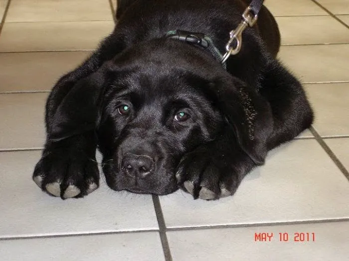 Hoof and Paw Veterinary Care LLC 2