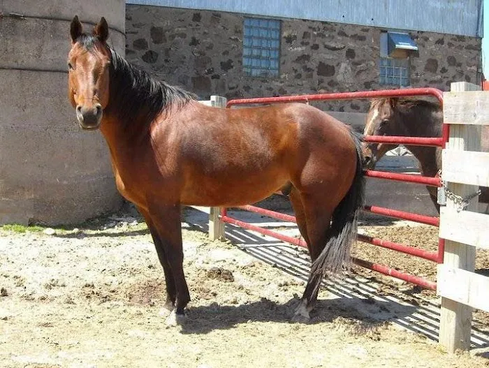 Hoof and Paw Veterinary Care LLC 4