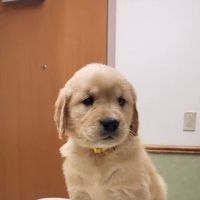 Medford Veterinary Clinic ico