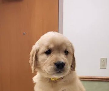 Medford Veterinary Clinic