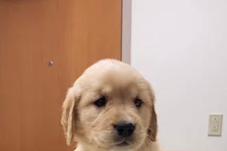Medford Veterinary Clinic